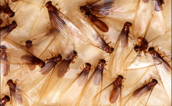 A cluster of winged termites with brownish bodies and translucent, veined wings.