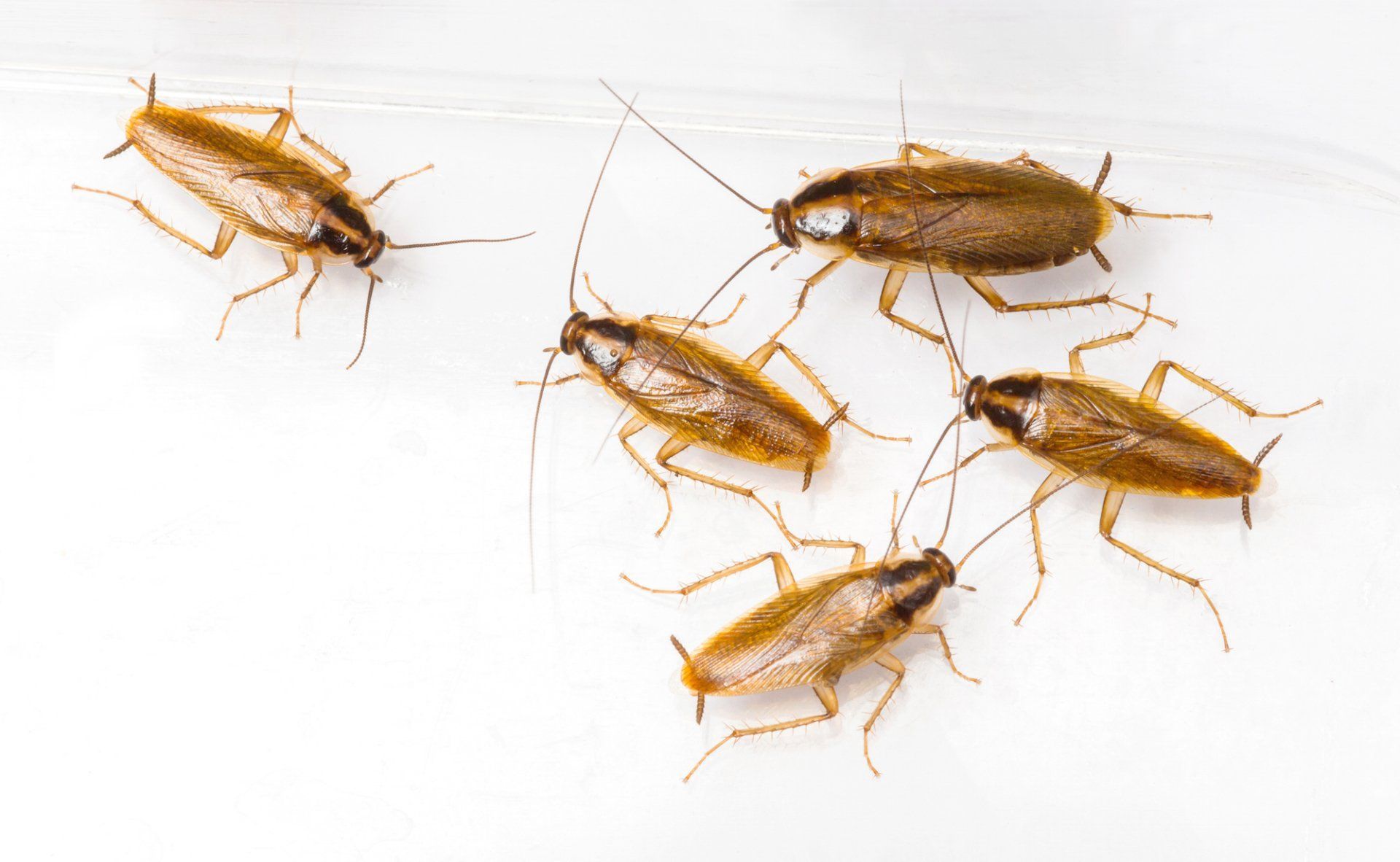 Five small brown cockroaches positioned on a plain white surface.