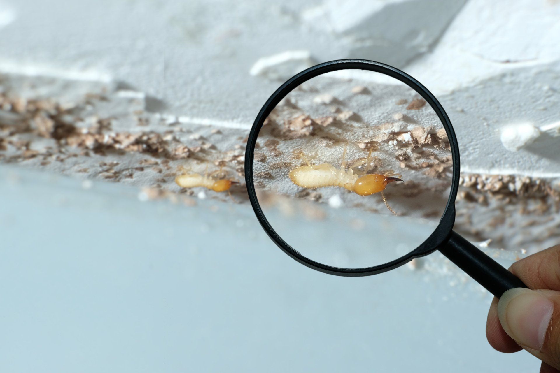 A hand holds a magnifying glass over termites crawling on a white surface with wood debris.