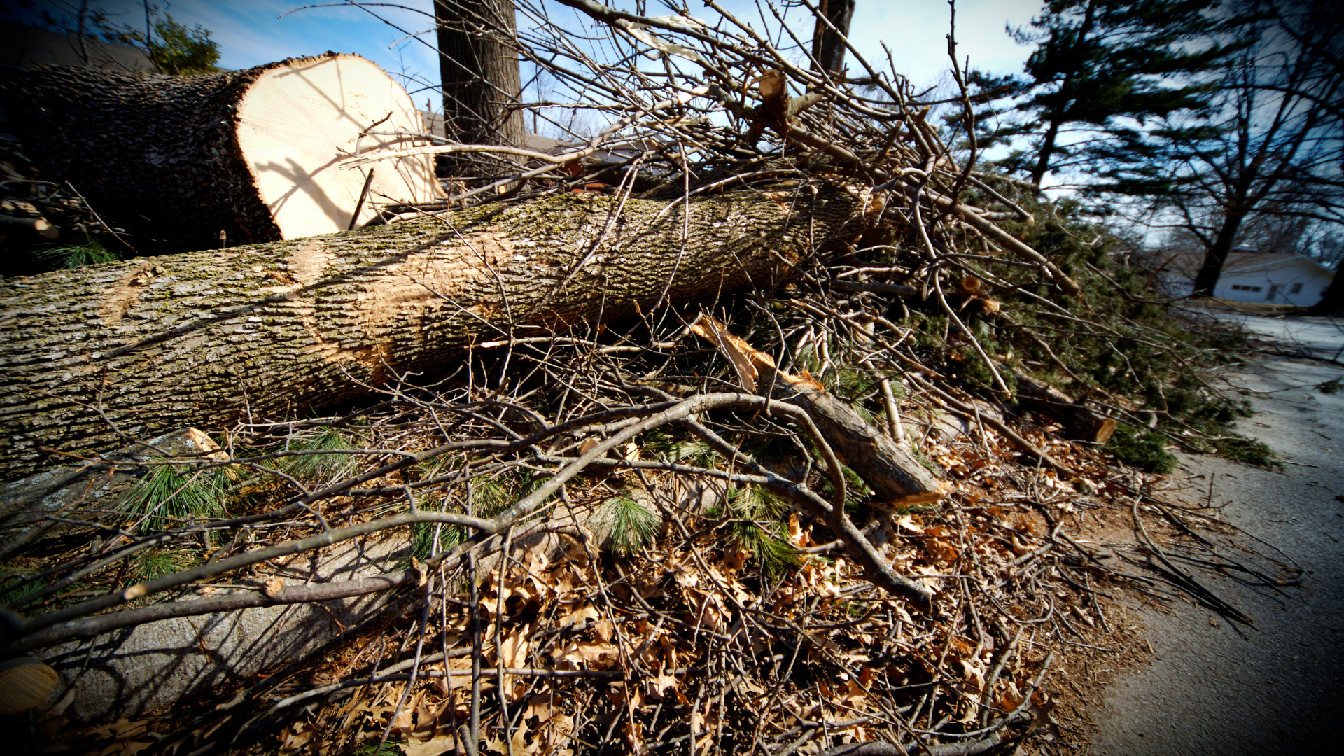 Large tree trunk and branches on the ground next to a residential road.