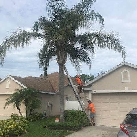 Two people trim a tall palm tree near a beige house; one is on a ladder.