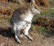 Wallaby