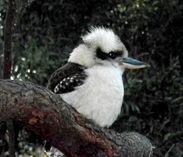Kookaburra