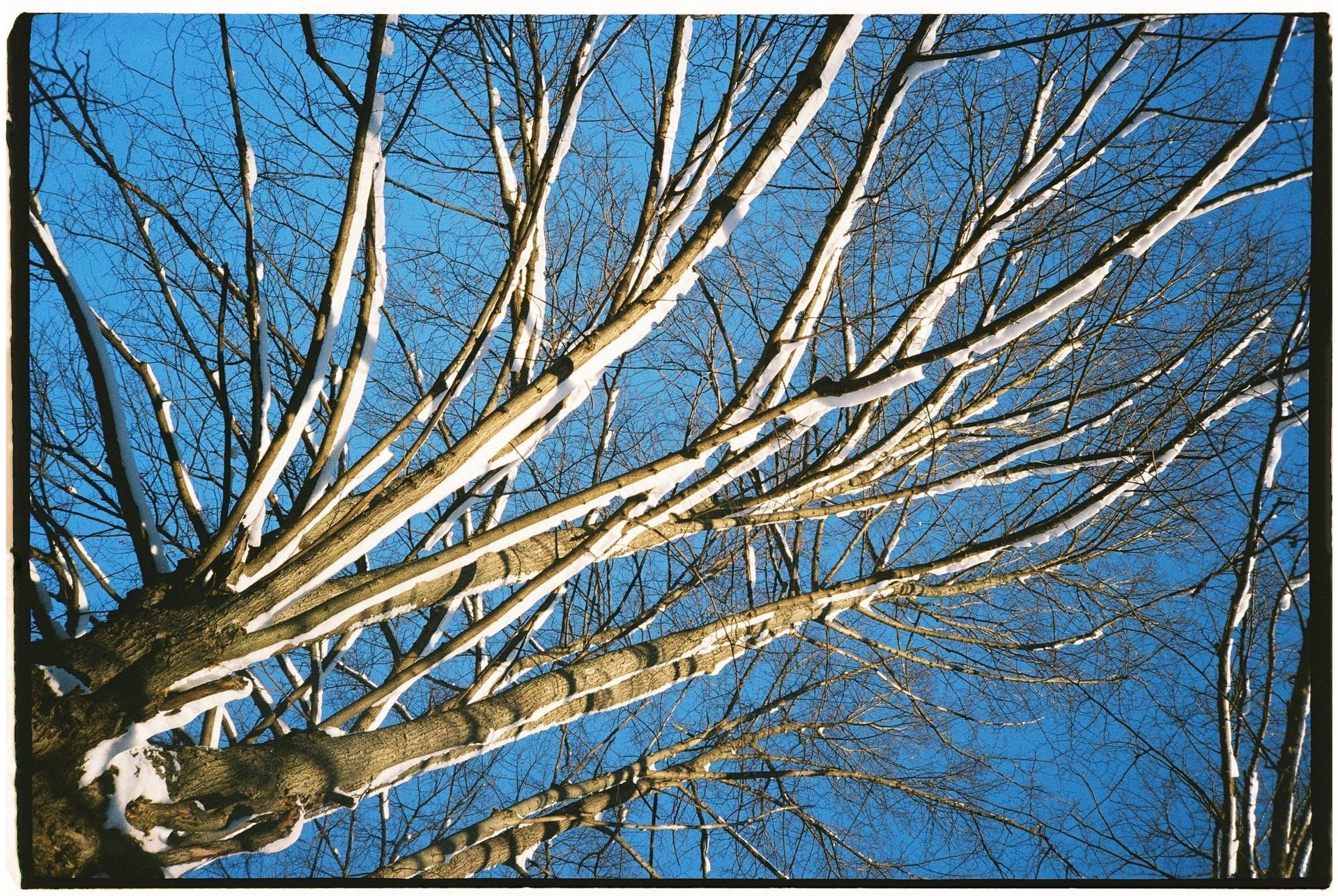 Looking up at a tree with a blue sky in the background