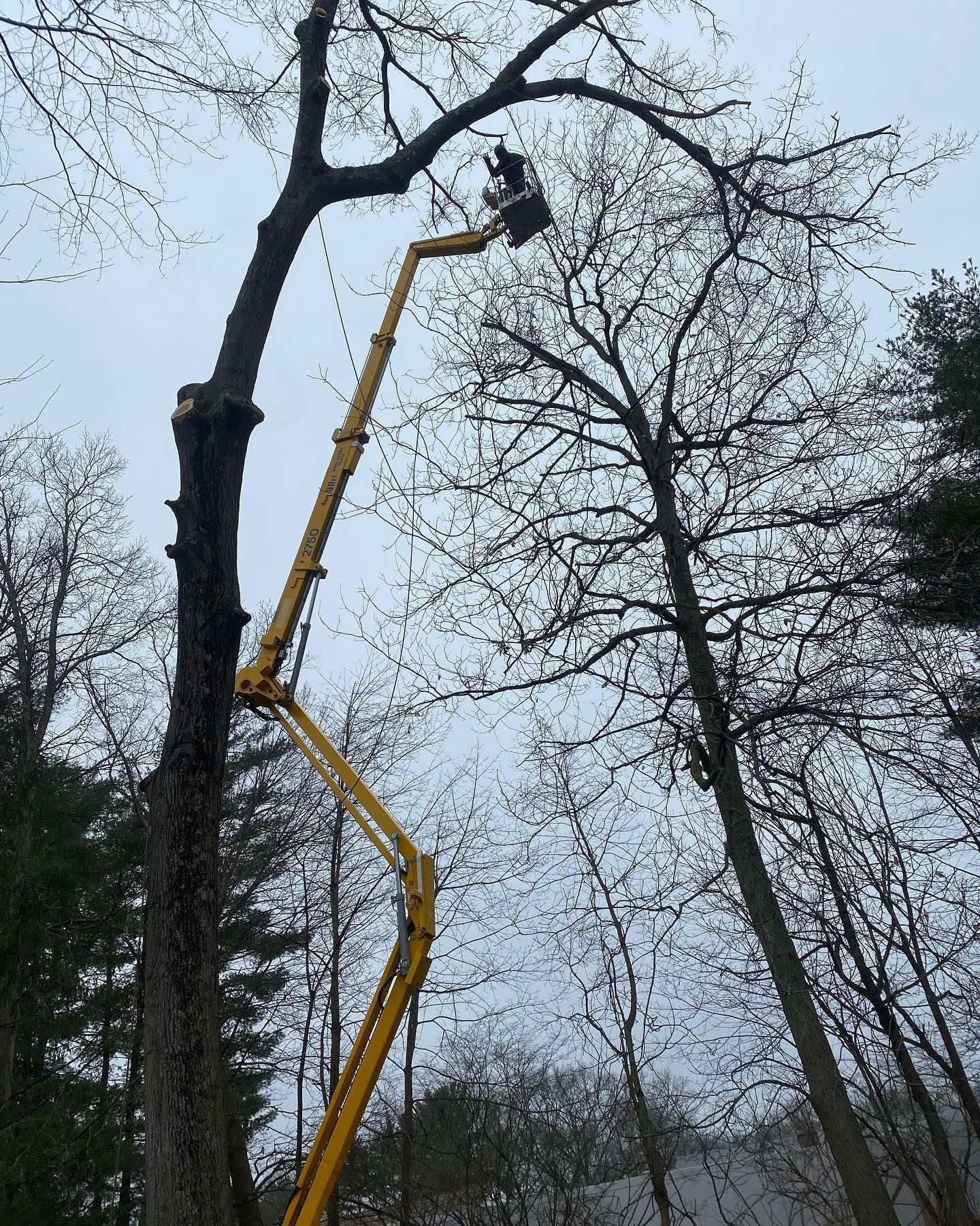 A man is cutting a tree with a crane in the woods.