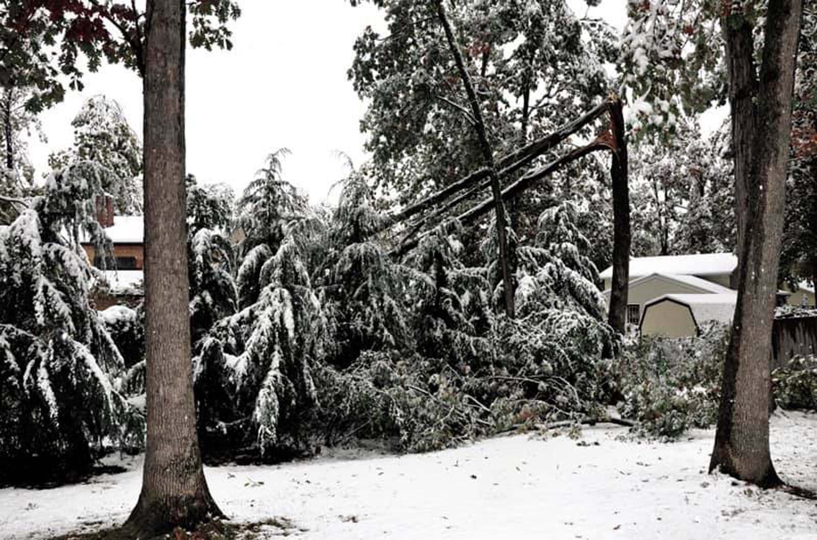 A snowy yard with trees and power lines covered in snow