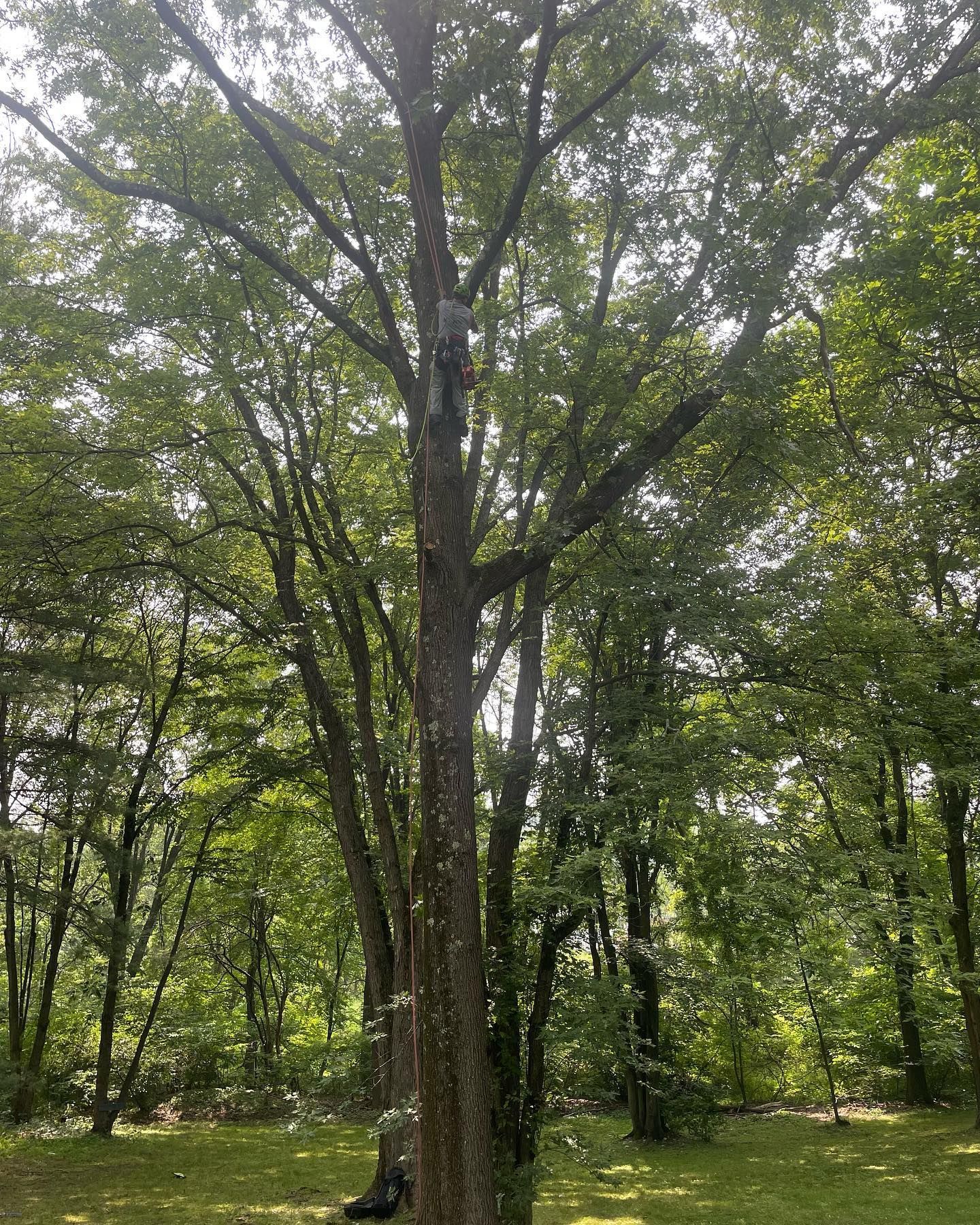 A tree with lots of leaves is in the middle of a forest.