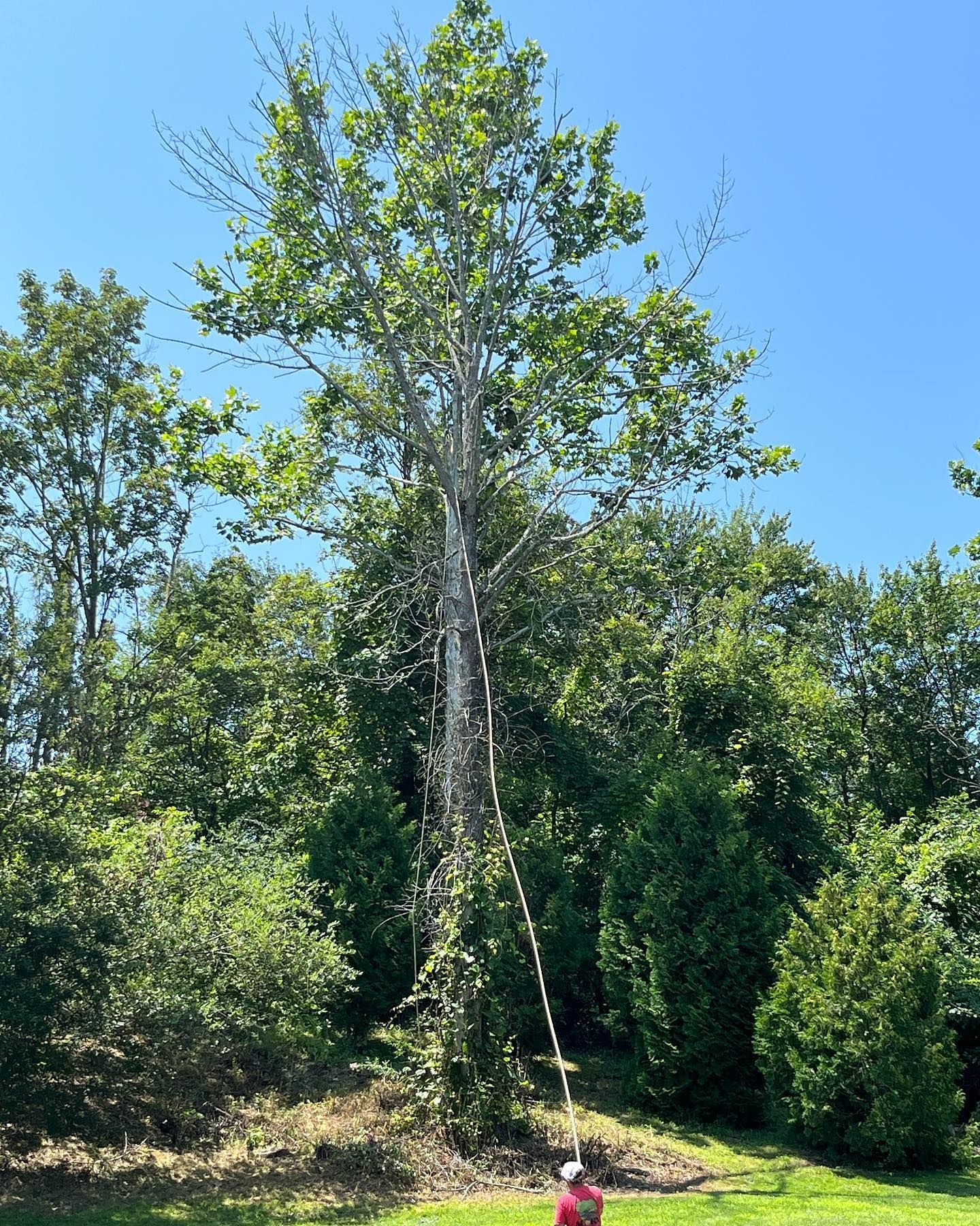 A man is climbing a tree with a rope in the woods.