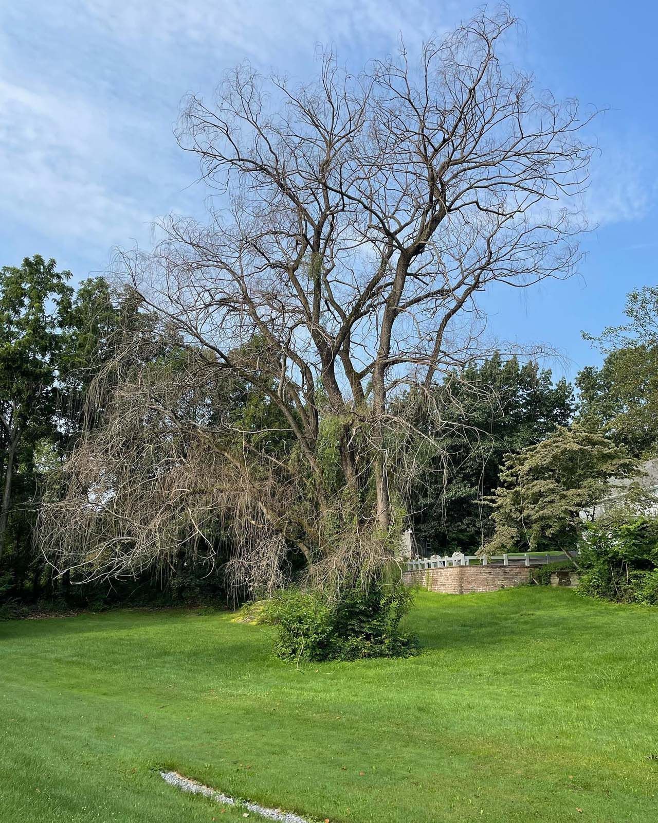 A tree with no leaves is in the middle of a lush green field.