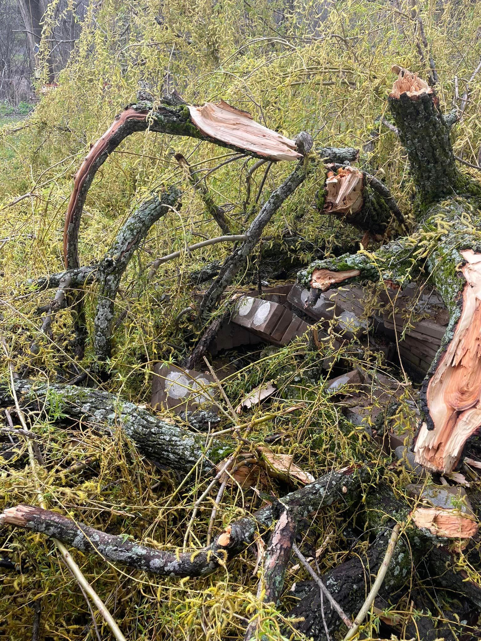 A pile of logs and branches covered in moss in a forest.