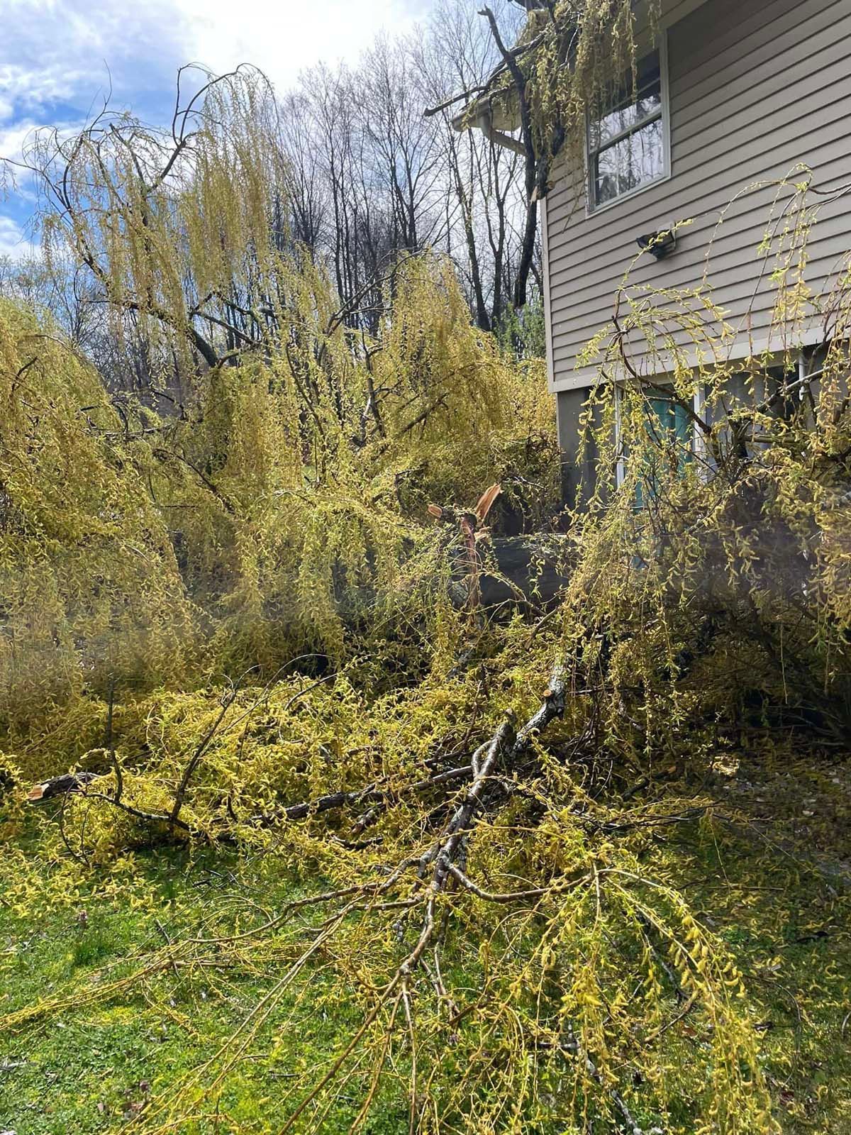 A tree that has fallen in front of a house.