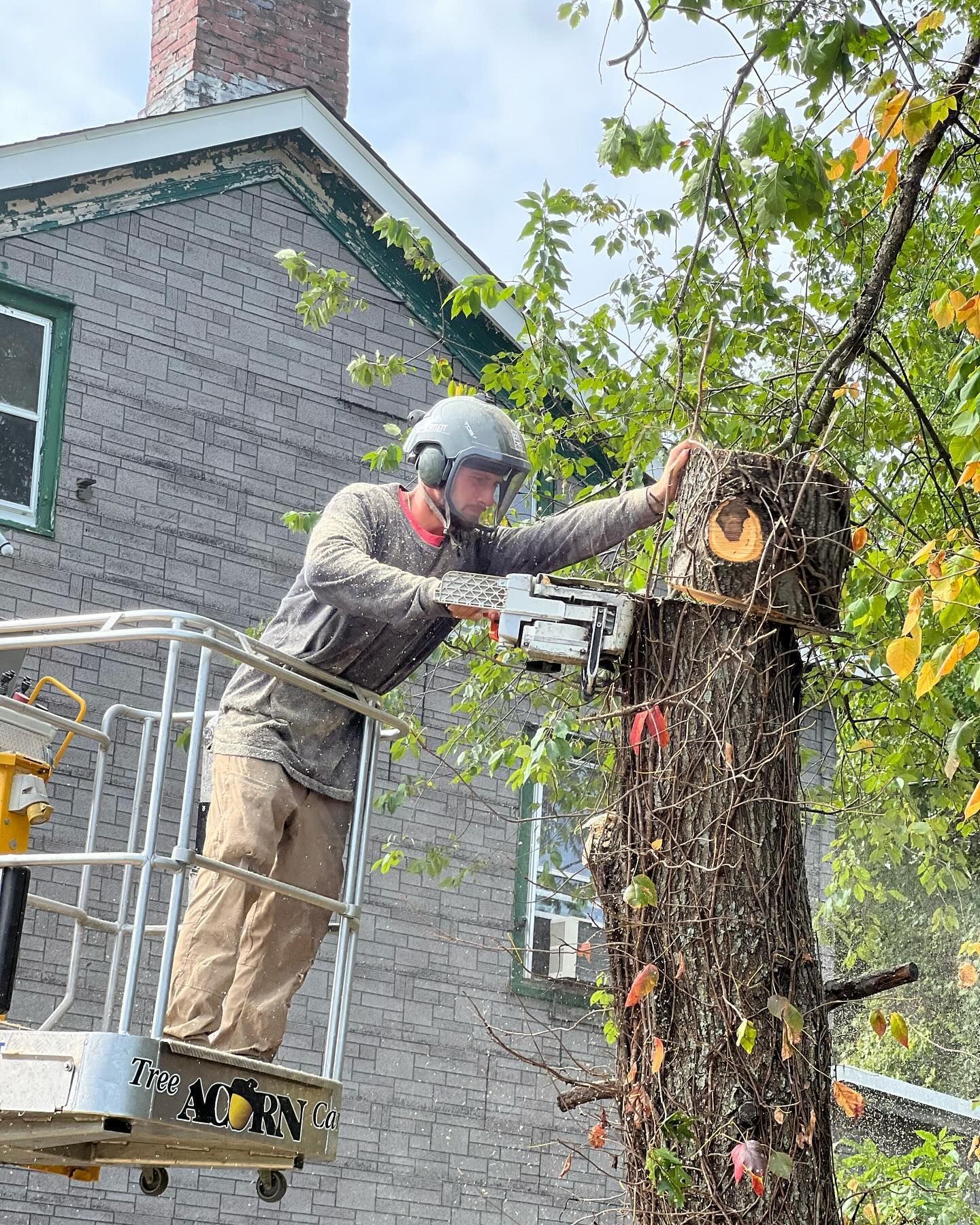 A man is cutting a tree with a chainsaw in front of a brick building.
