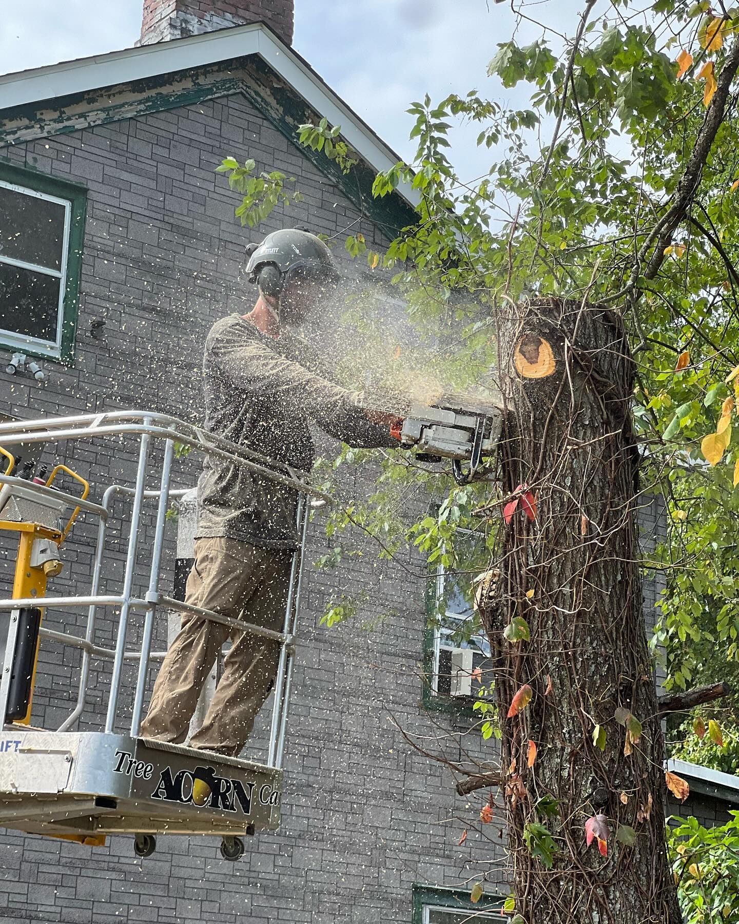 A man is cutting a tree with a chainsaw in front of a brick building.