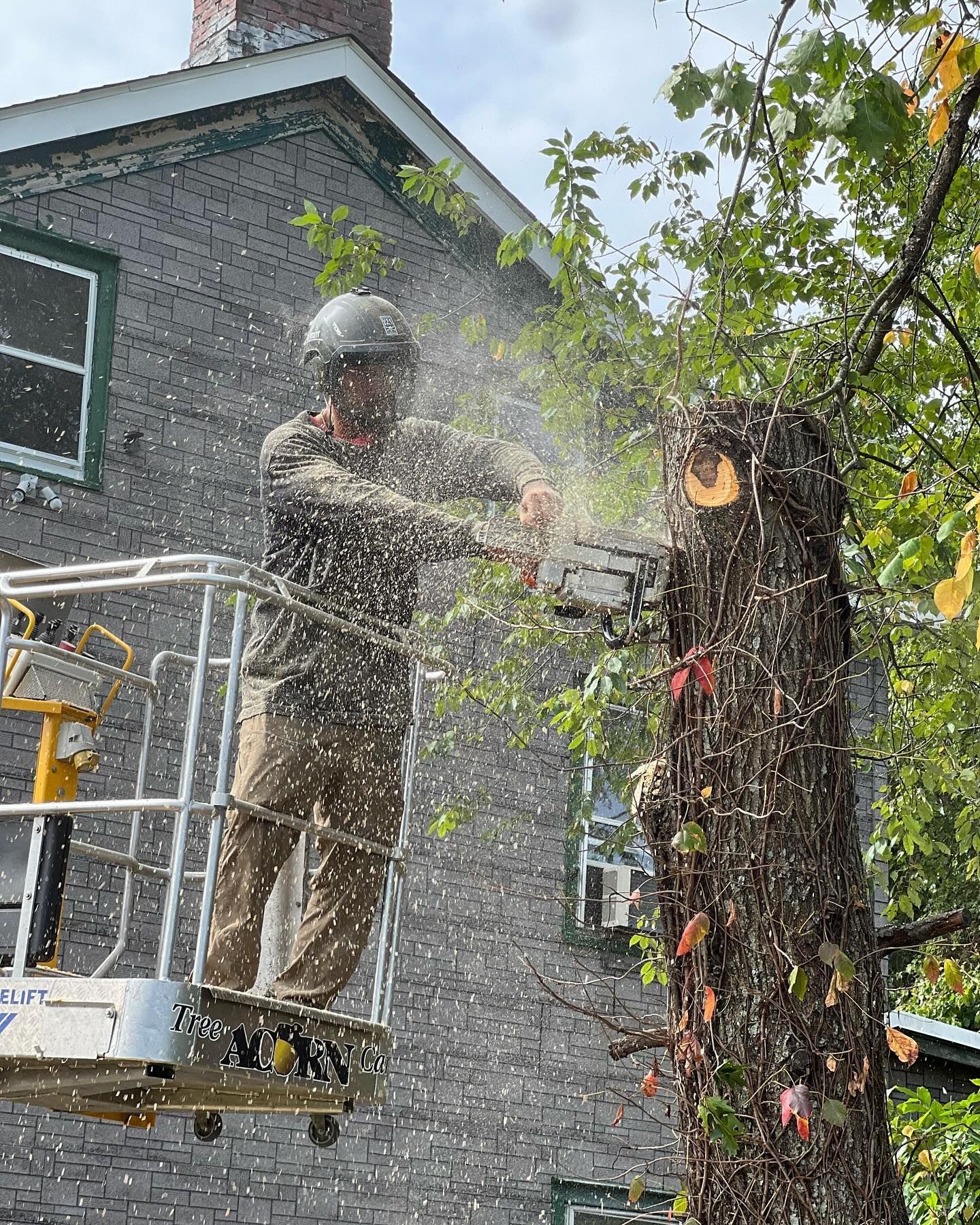 A man is cutting a tree with a chainsaw in front of a brick building.