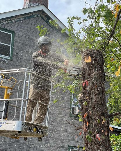 A man is cutting a tree with a chainsaw in a bucket.