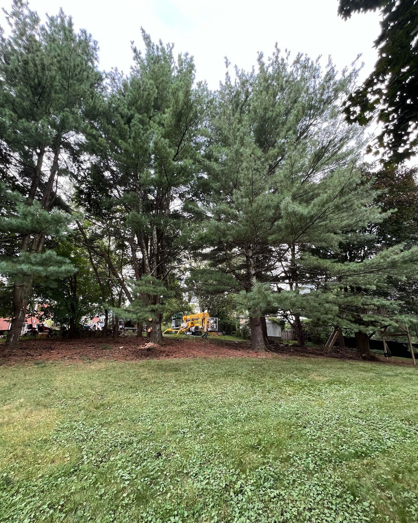 There are a lot of pine trees in the middle of a grassy field.
