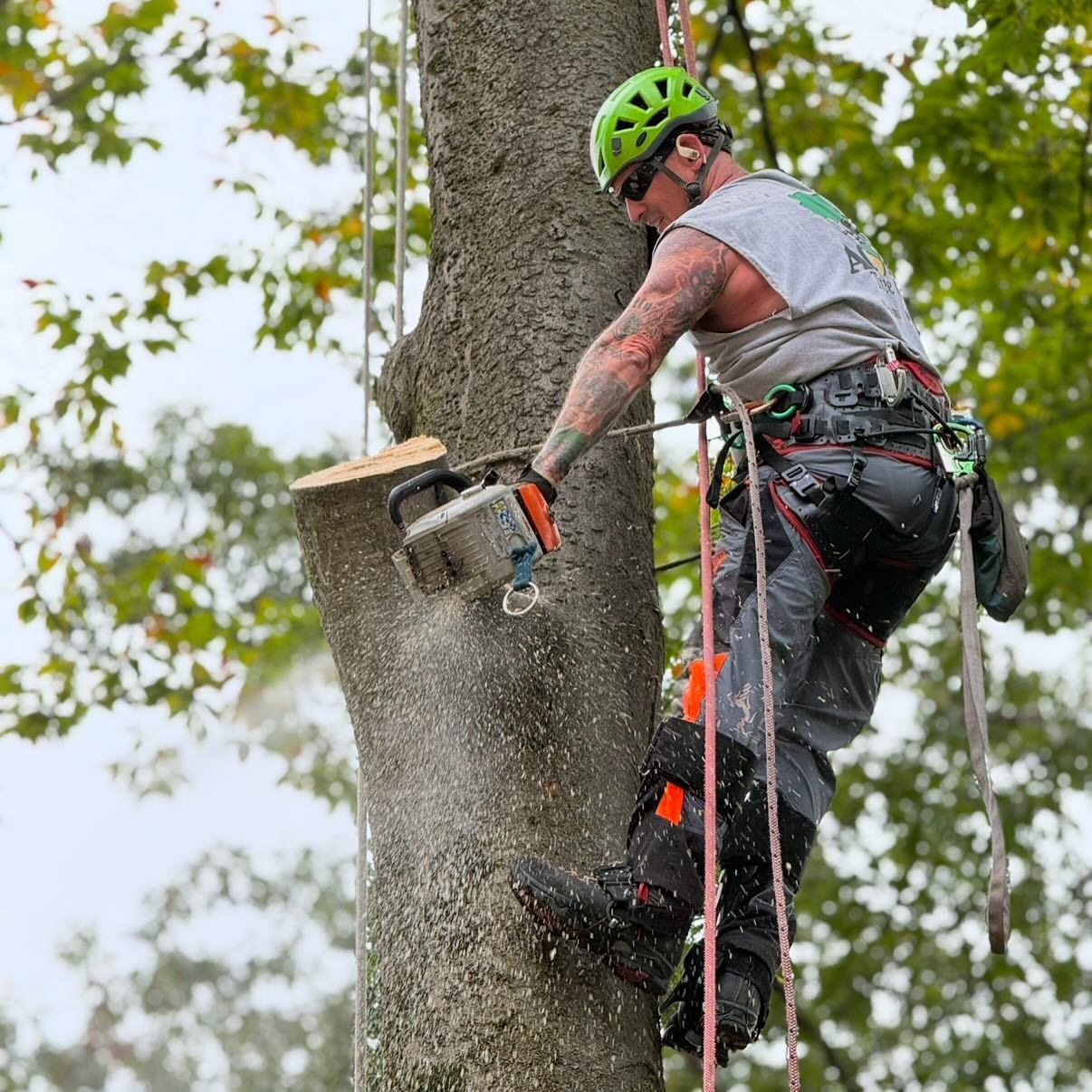A man is cutting down a tree with a chainsaw.