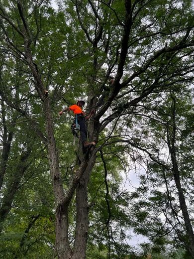 A man is cutting a tree with a chainsaw in the snow.