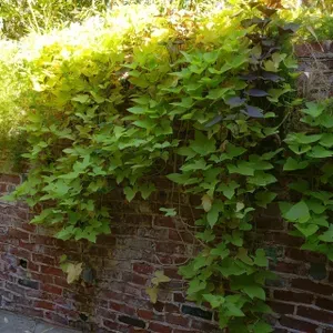 Green and Trim Landscape