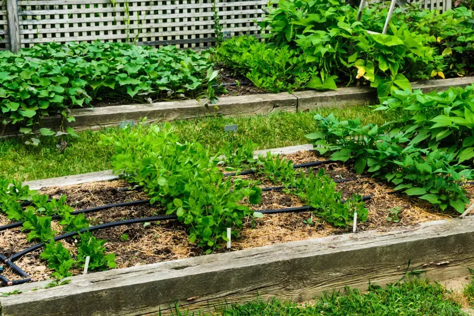 Green and Trim Landscape