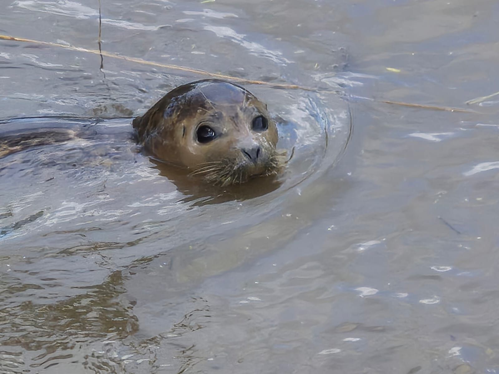 Foto von einem Robben im Wasser. Der Robbe guckt etwas unsicher in die Kamera, während er weiterschwimmt.