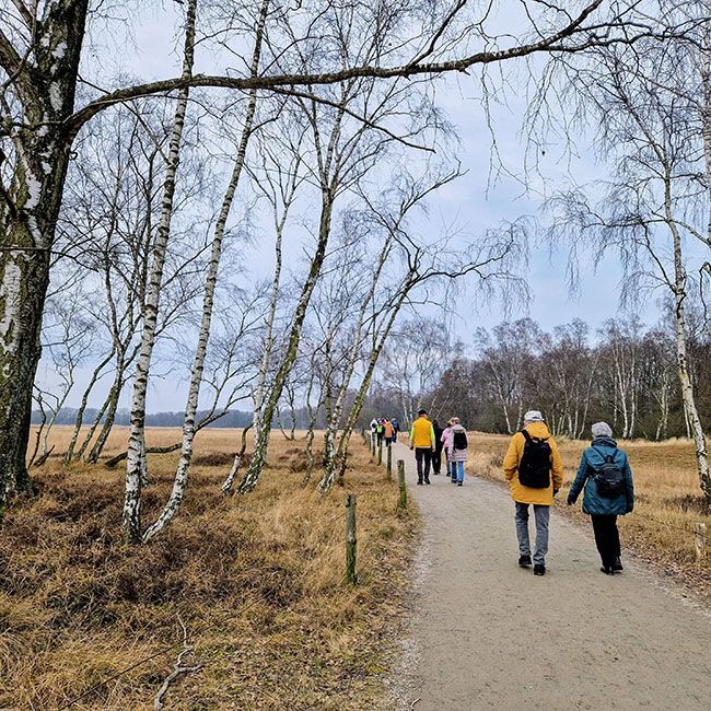 In den Boberger Dünen sieht man die Wandergruppe von hinten. Die Leute wandern auf einem Sandweg. Links und rechts einige Birken.