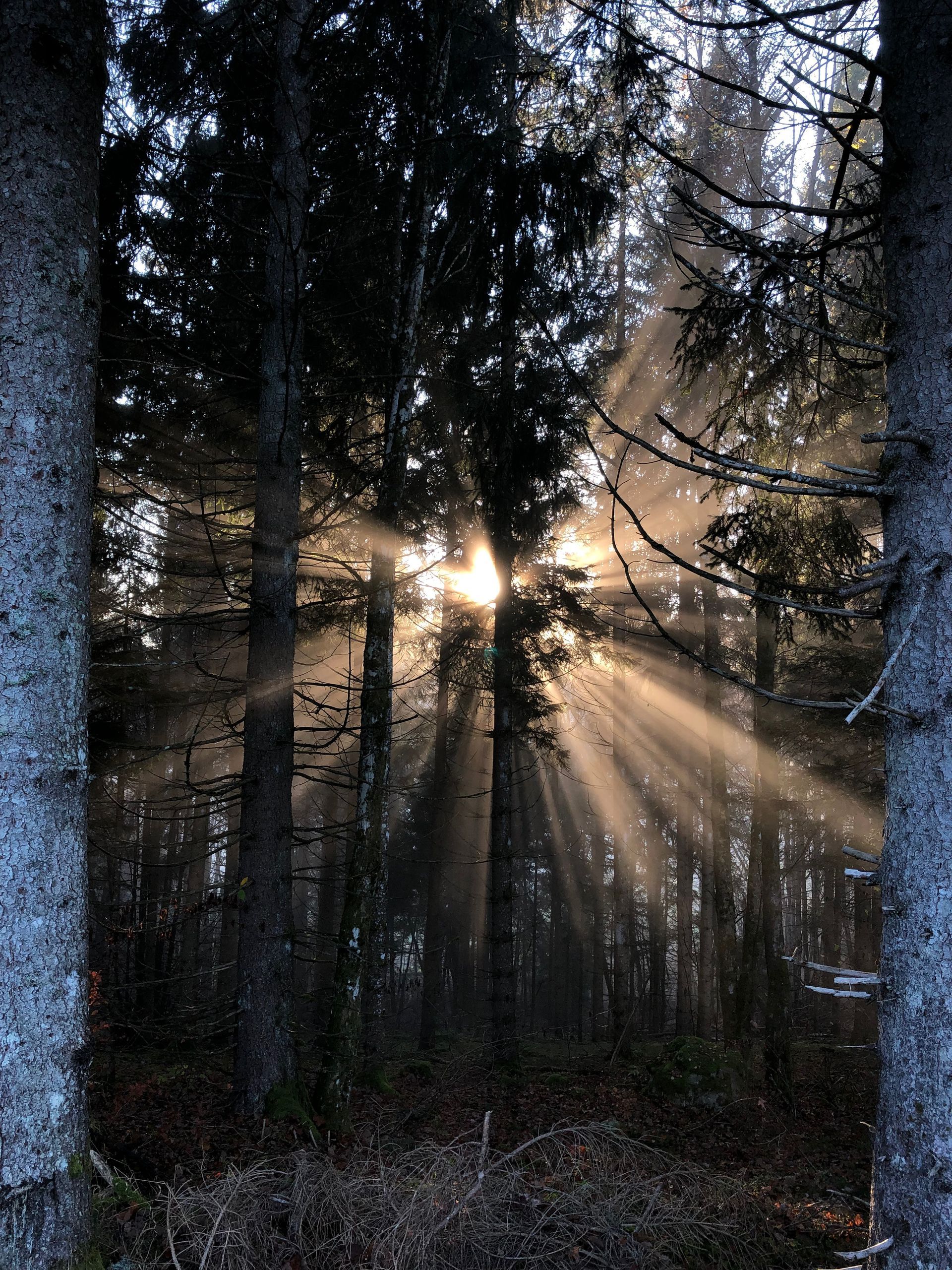 Mondschein durch Baumäste