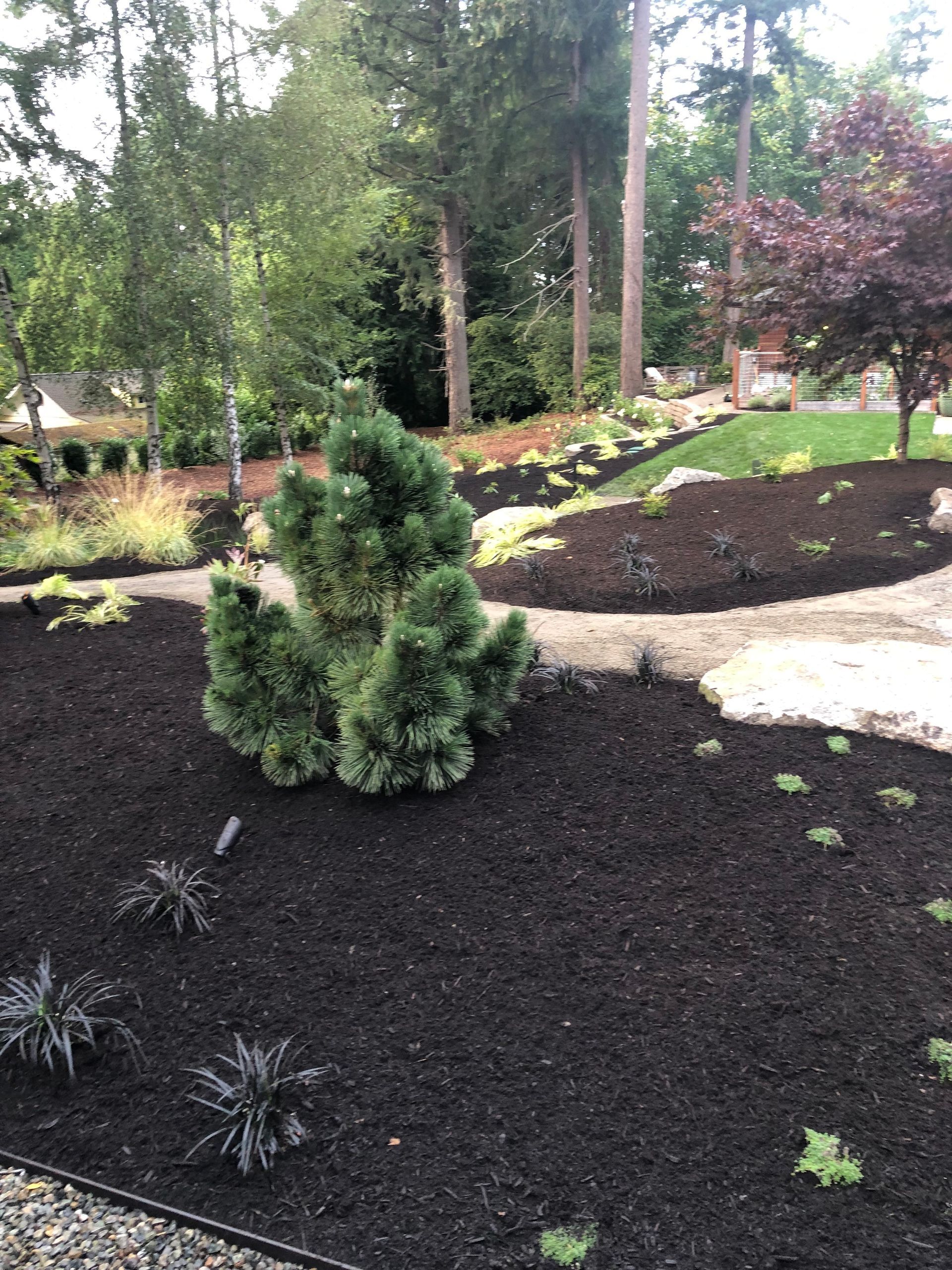 Landscape with dark mulch, pine tree, and other greenery. Forest background.