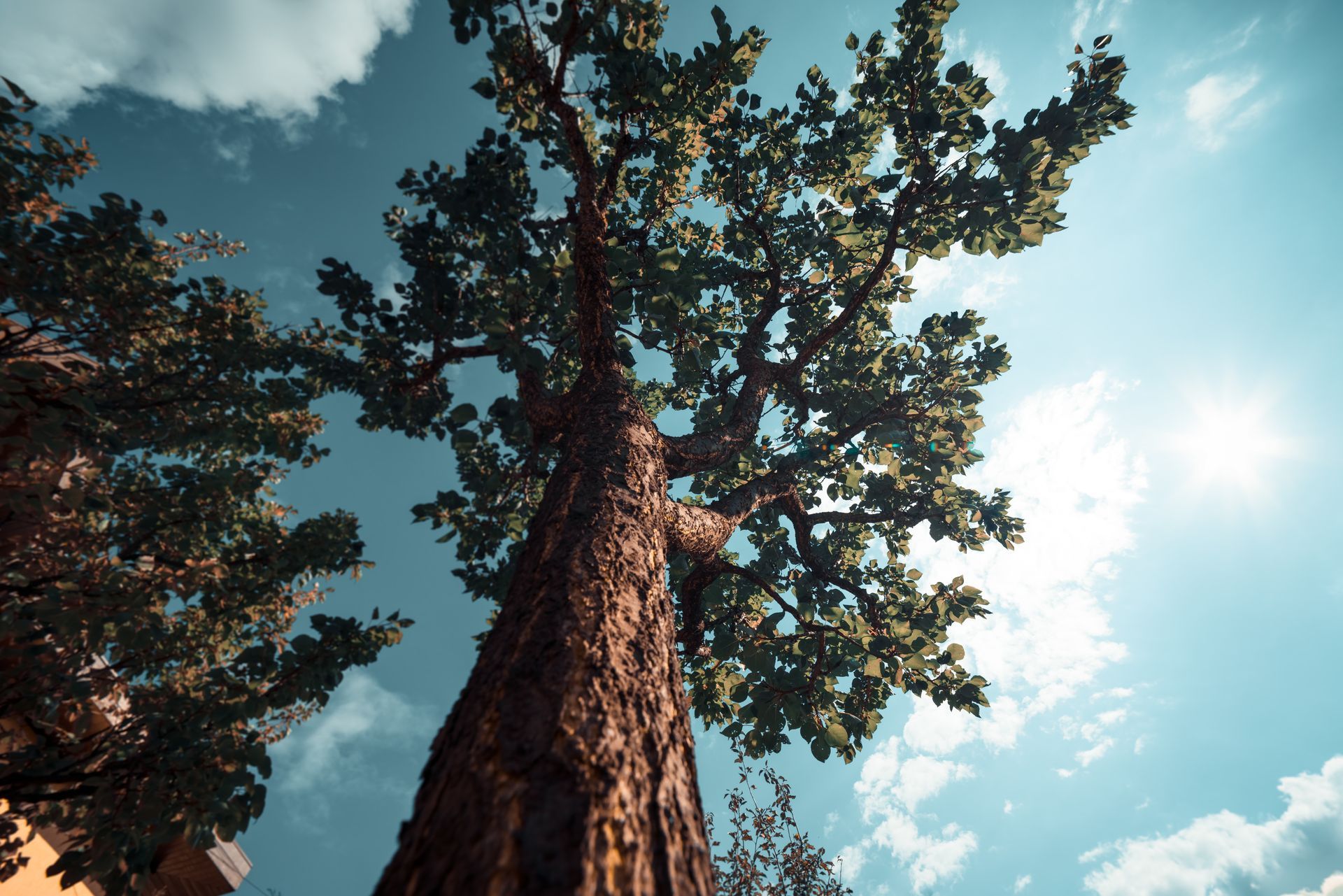 Looking up at a tree with a blue sky in the background