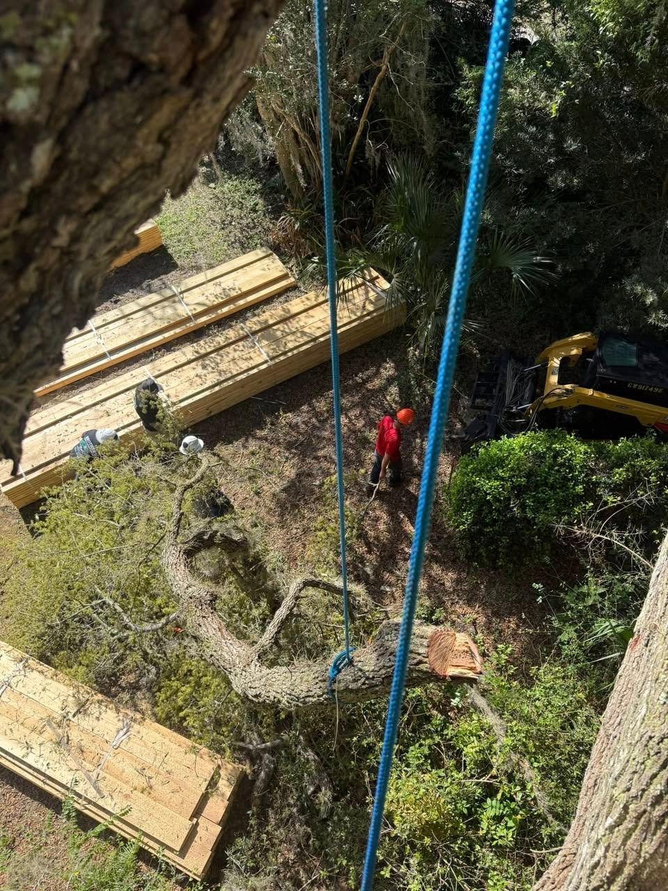 Construction workers on wooden platforms with blue ropes beside a large tree on a steep hillside