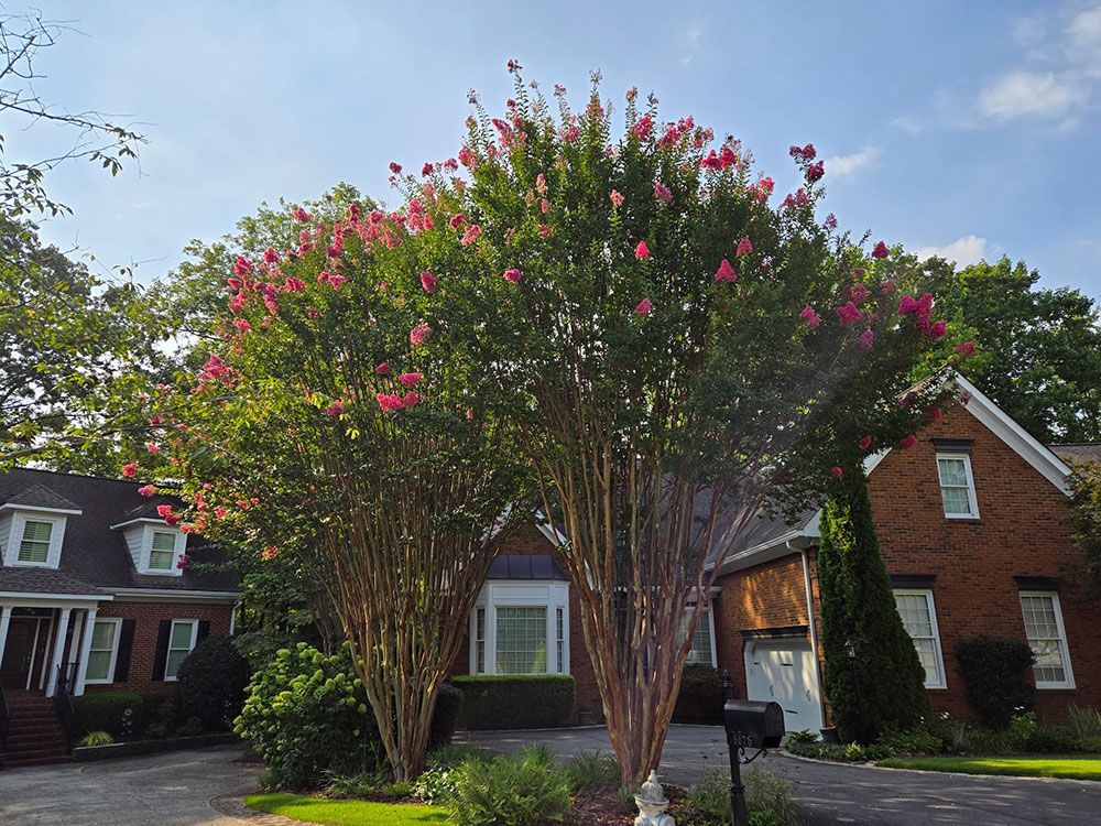 Tree Trimming and Pruning