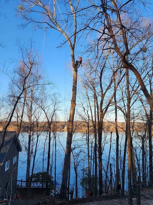 A person working high up in a tall, leafless tree overlooking a calm lake during the golden hour.