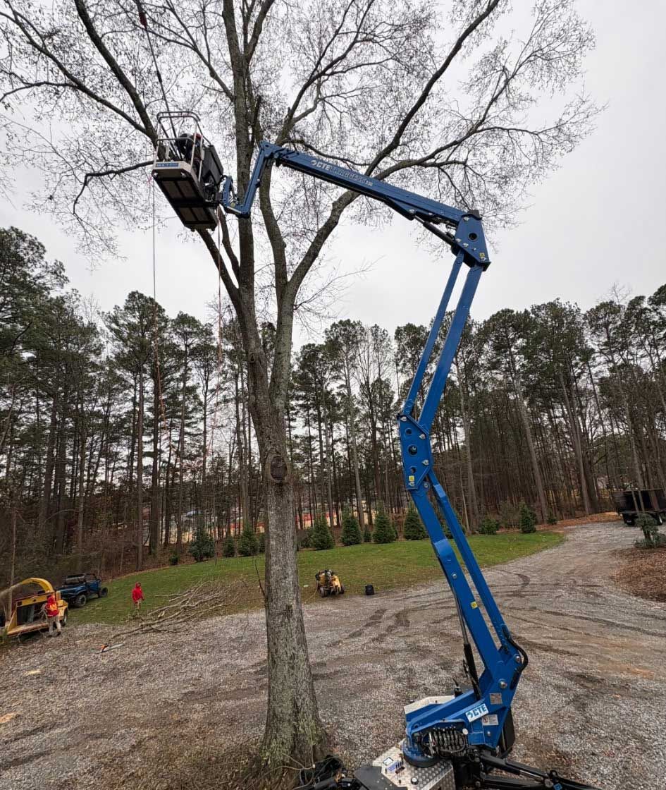 Tree Trimming and Pruning