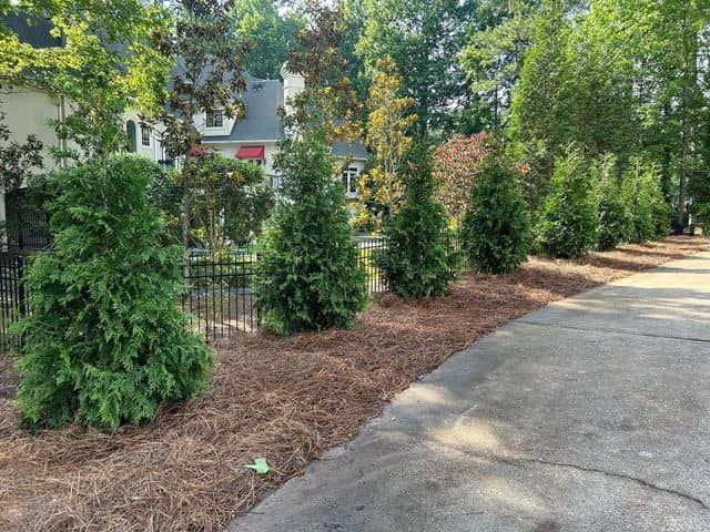 A row of young evergreen trees planted in a mulched garden bed alongside a concrete driveway near a house.