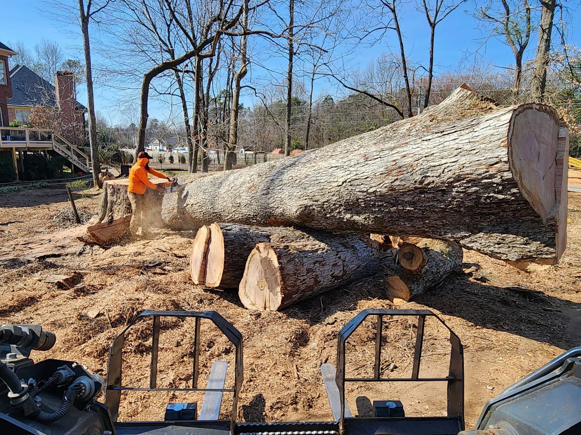 Tree Removal
