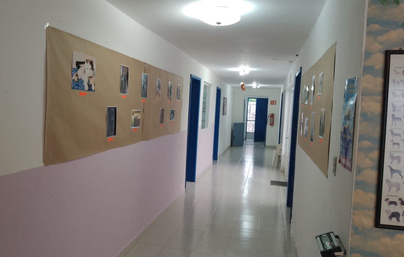 clinica veterinaria bellavista