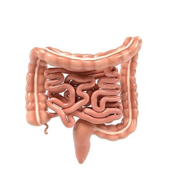 DR. GERARDO GONZÁLEZ COLOPROCTÓLOGO Y CIRUJANO GENERAL