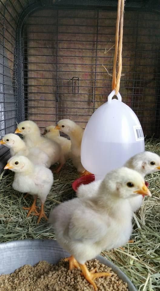 A Group of Baby Chickens Are Standing Next to Each Other in a Cage — NQ Stockfeeds & Farm Supplies in Daintree, QLD