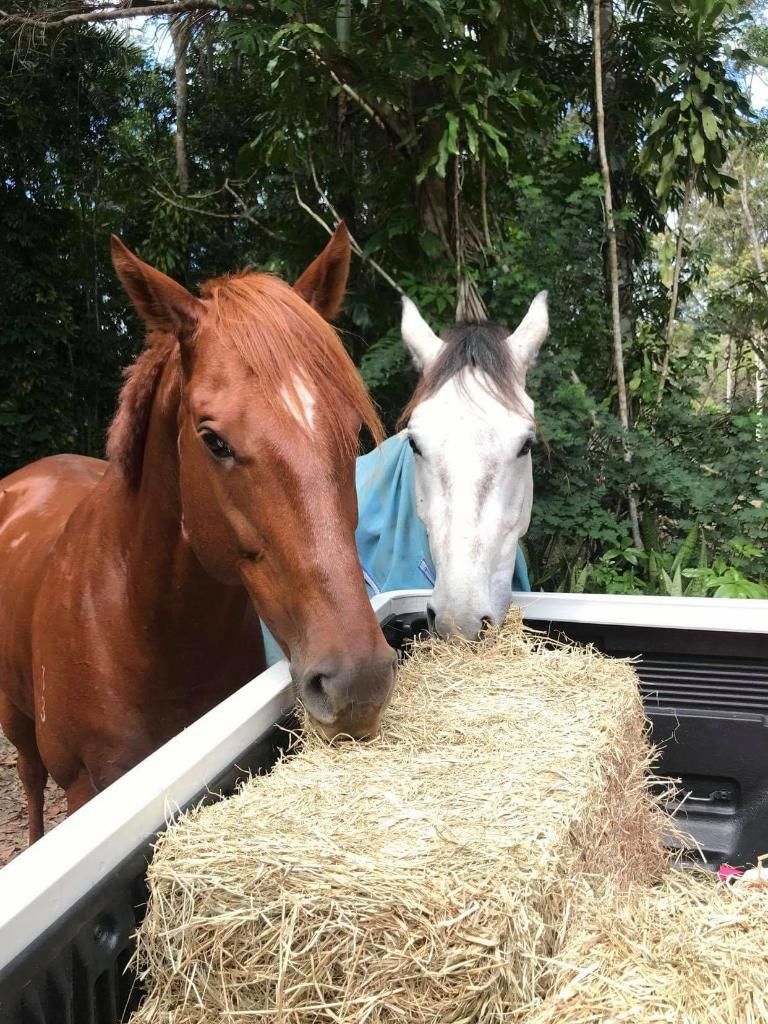 Two Horses Are Eating Hay From a Truck Bed — NQ Stockfeeds & Farm Supplies in Yorkeys Knob, QLD