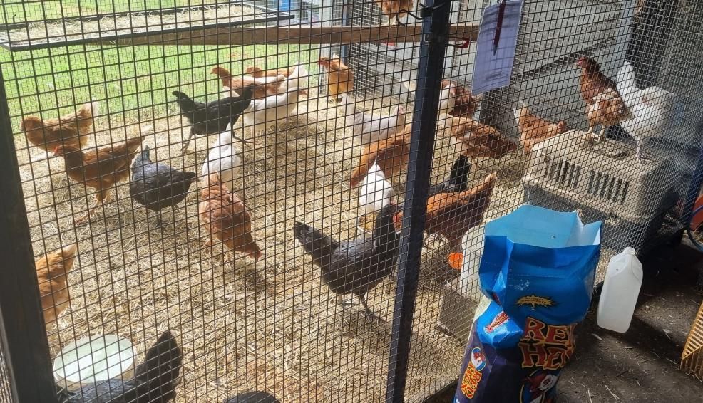 A Chicken Coop Filled With Chickens Behind a Wire Fence — NQ Stockfeeds & Farm Supplies in Port Douglas, QLD