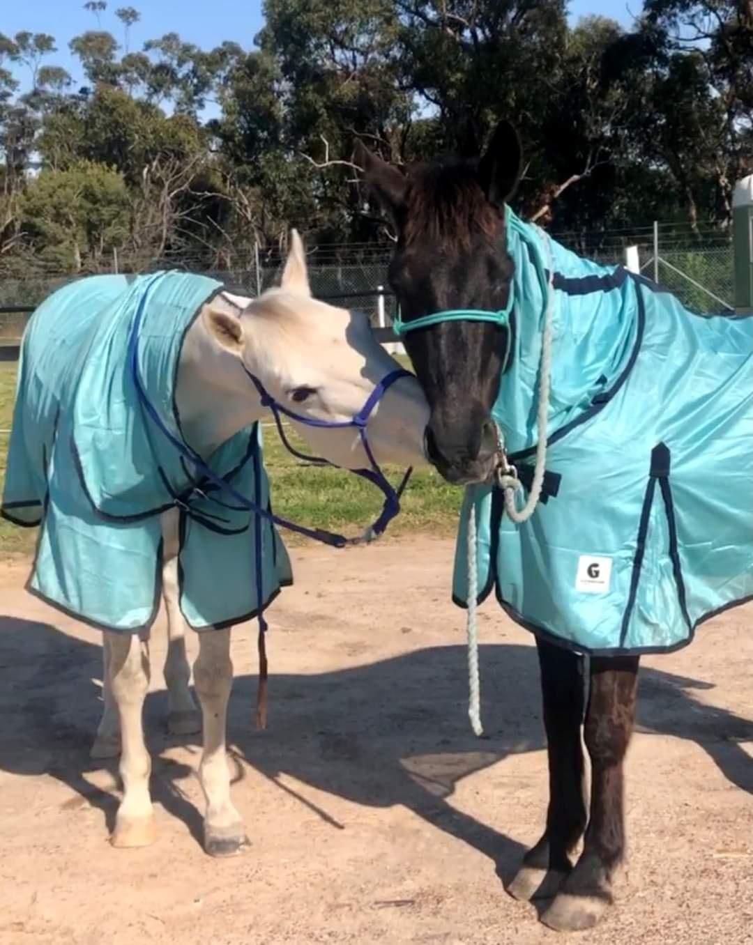 Two Horses Wearing Blankets Are Standing Next to Each Other — NQ Stockfeeds & Farm Supplies in Daintree, QLD