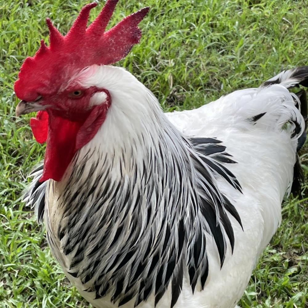 A White Rooster With a Red Crest is Standing in the Grass — NQ Stockfeeds & Farm Supplies in Yorkeys Knob, QLD