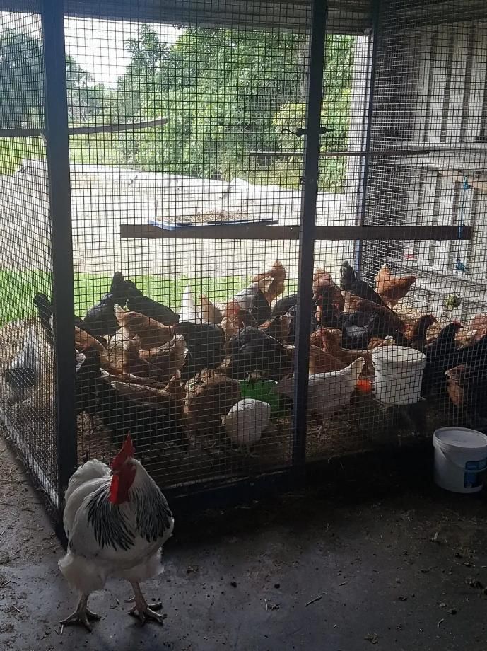 A Rooster is Standing in Front of a Cage Filled With Chickens — NQ Stockfeeds & Farm Supplies in Cairns, QLD