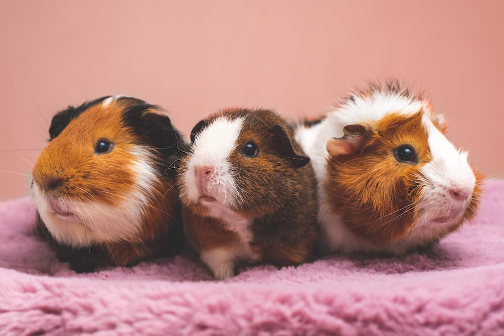 Three Guinea Pigs — NQ Stockfeeds & Farm Supplies in Yorkeys Knob, QLD