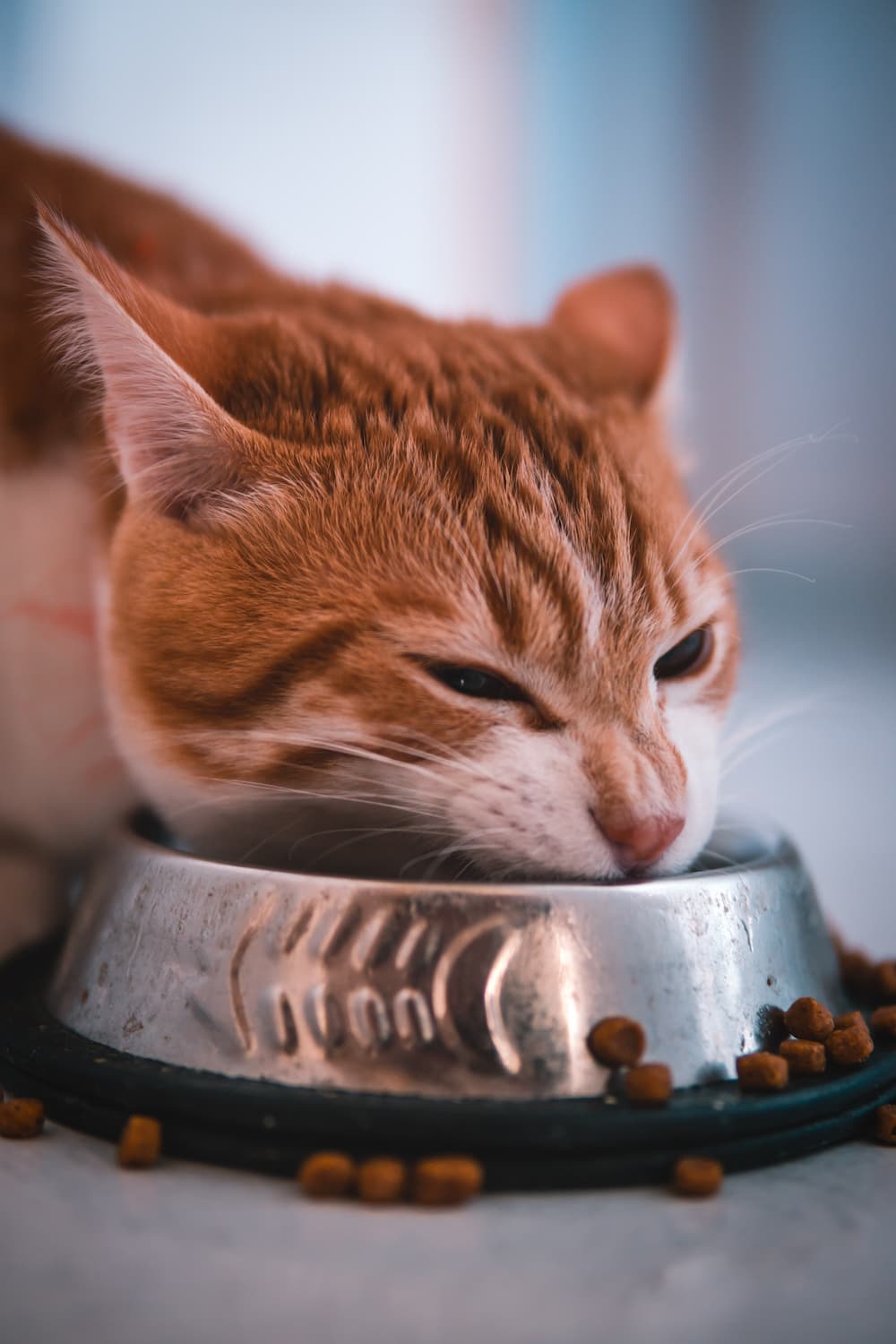 Brown Cat Drinking Water in His Water Bowl — NQ Stockfeeds & Farm Supplies in Yorkeys Knob, QLD