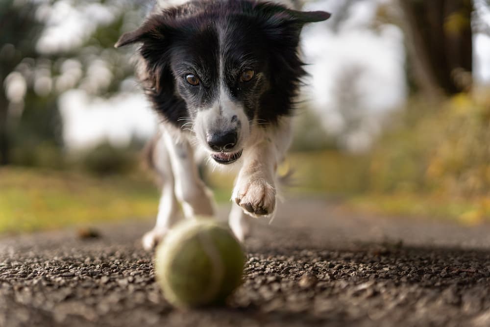 Dog Playing with His Tennis Ball — NQ Stockfeeds & Farm Supplies in Yorkeys Knob, QLD