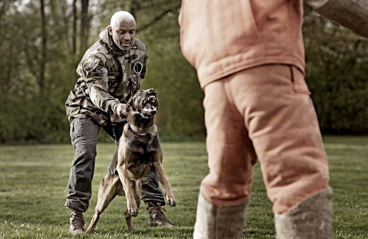 Man Training With Attack Dog - Tampa, FL - Jeeves Law Group