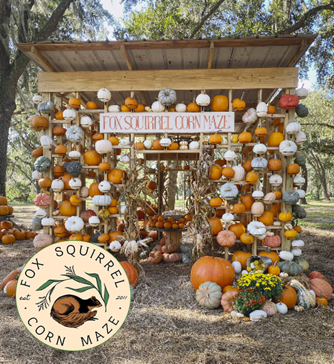 Pumpkin-decorated corn maze entrance, 