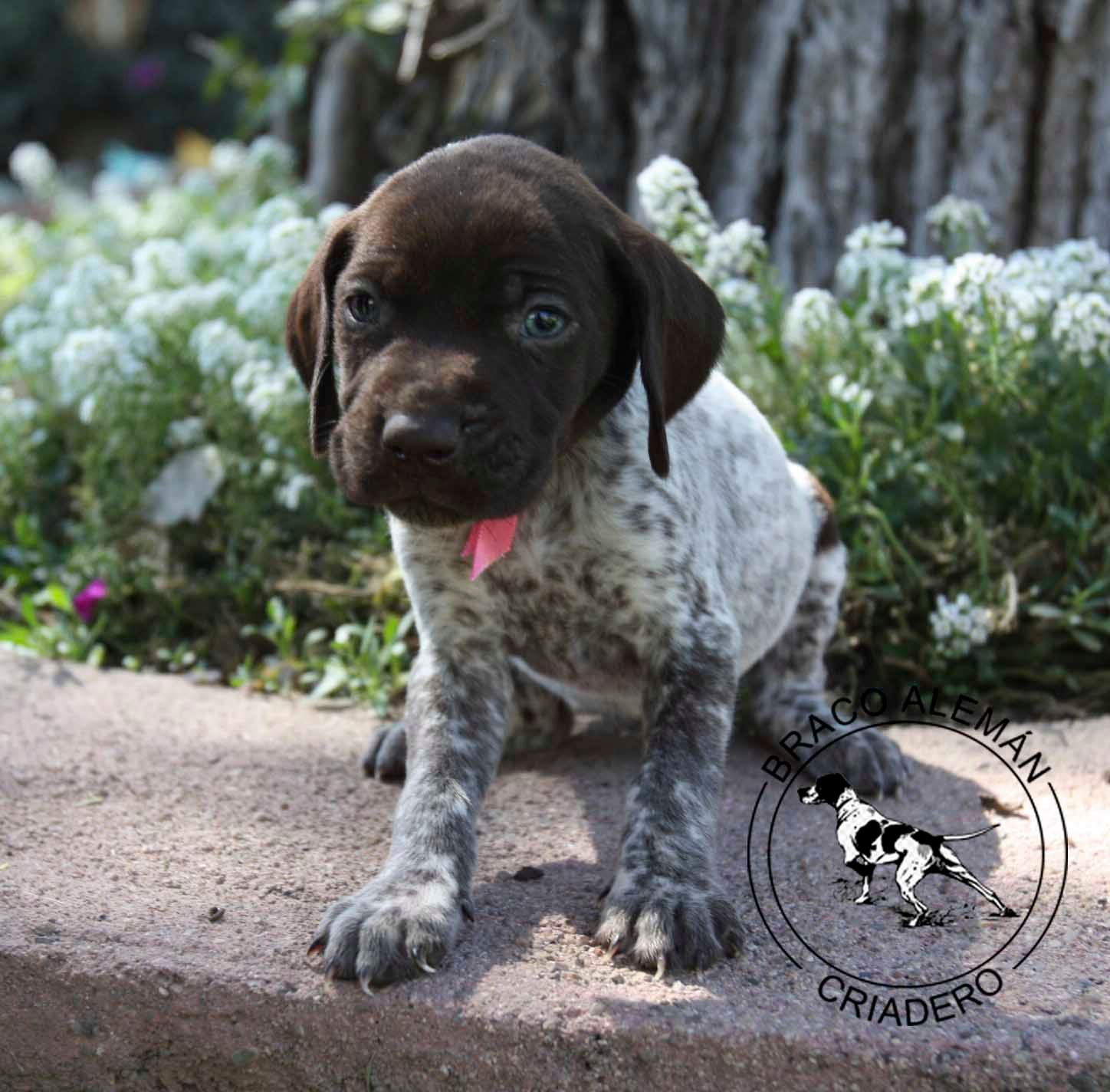 braco aleman en  venta