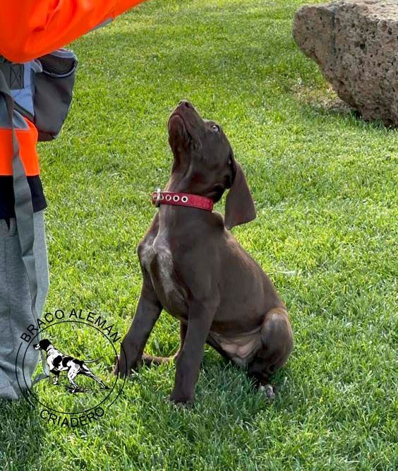 cachorro braco aleman